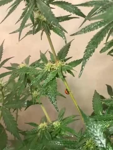 Første fastbuds i 4mdr ✌️💚🌱☮️🍌♋️👊🏼
