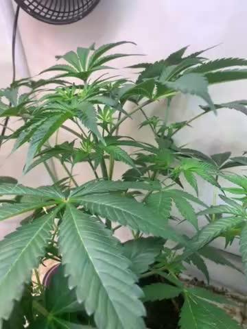 Full gas from the best of all THE KING OFF WEED