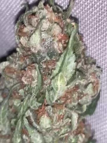 Barneys farm strain LÆNGE VENTET ☮️💚