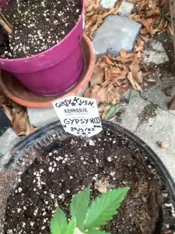 KANNABIA 🖤🧡💚☮️Gypsy FIMZ!