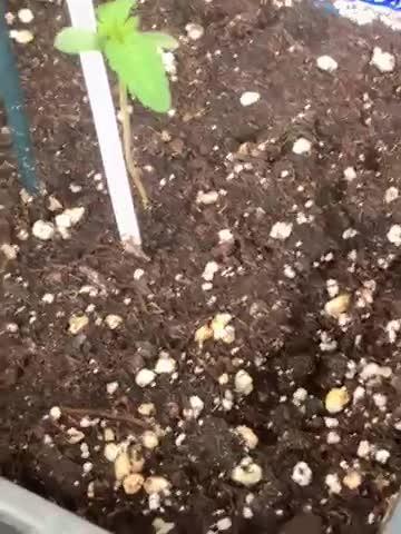 SUPER SATIVA SEED CLUB PRESENT THE BEST COMPATUON IN THE YEAR!