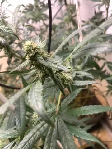 Full gas from the best of all THE KING OFF WEED