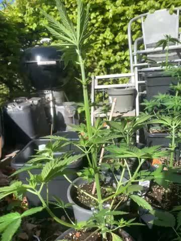 Super sativa seed club