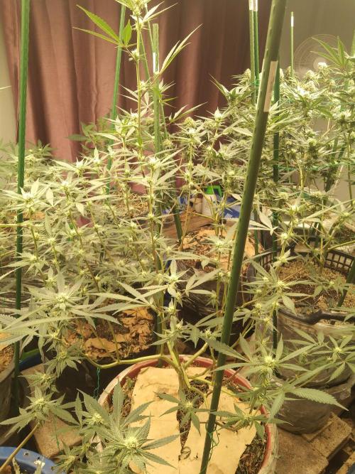 Sugar cane (IN HOUSE GENETICS) BY RICHSANFARMORGANIC. Week 4