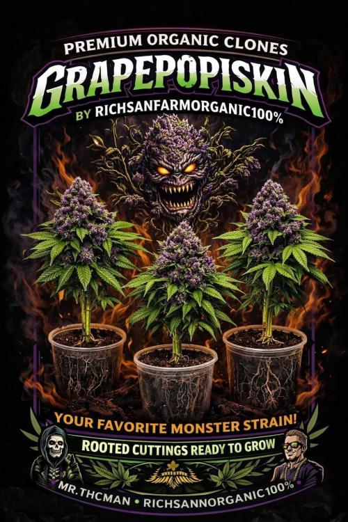 Grape popiskin / Seedjunky / organicTH. Week 7