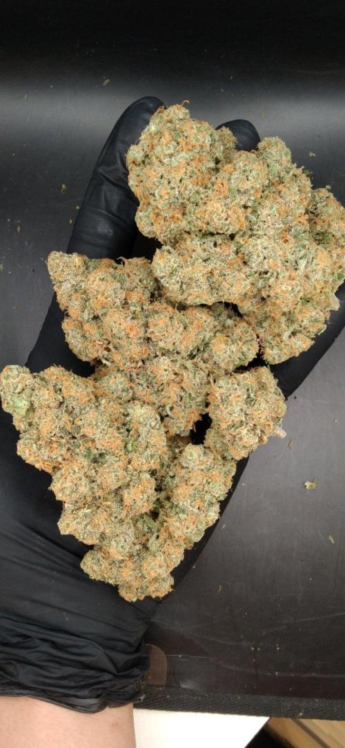 FORZAR2.1/RICHSANFARMORGANIC.TH. Week 8