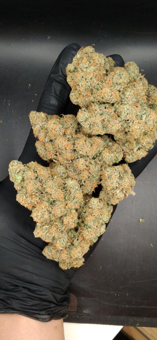 FORZAR2.1/RICHSANFARMORGANIC.TH. Week 8