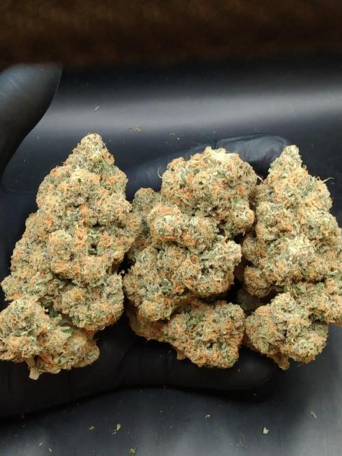 FORZAR2.1/RICHSANFARMORGANIC.TH. Week 8