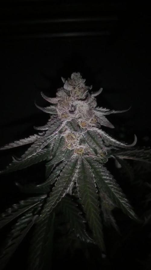 Grape popiskin / Seedjunky / organicTH