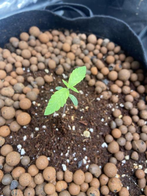 Peach Sherbert OG Perfect Tree 🍑. Week 0 - The girls are doing great.
