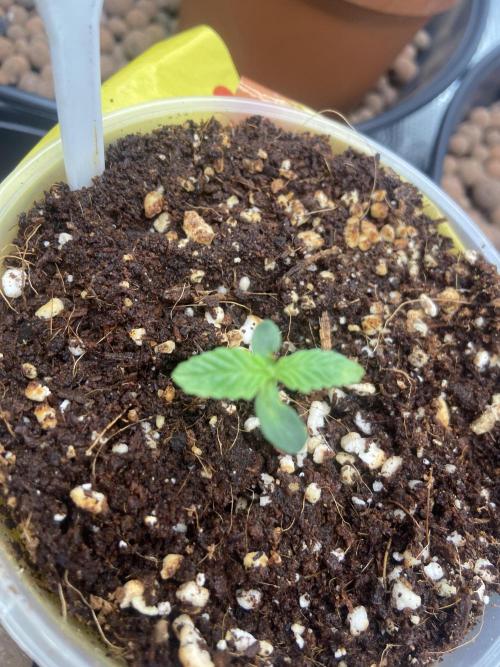 Peach Sherbert OG Perfect Tree 🍑. Week 0 - LH2P Freebie