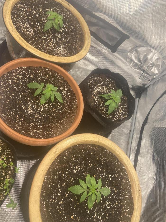 Peach Sherbert OG Perfect Tree 🍑. Week 1 - Healthy seedlings with their first true leaves. Growth is steady