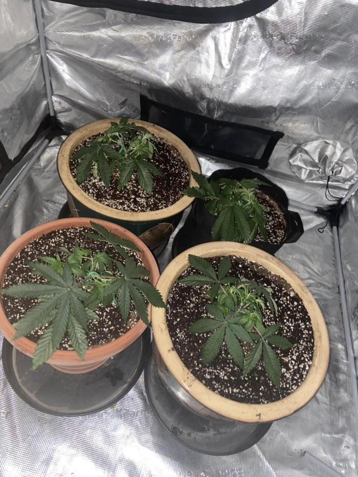 Peach Sherbert OG Perfect Tree 🍑. Week 3