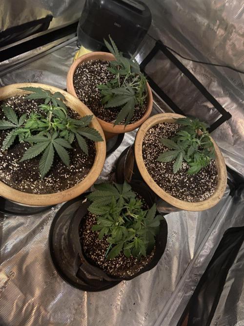 Peach Sherbert OG Perfect Tree 🍑. Week 4