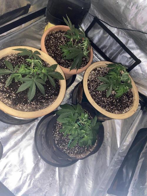 Peach Sherbert OG. Week 4