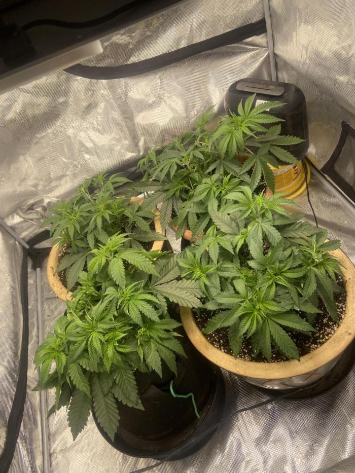 Peach Sherbert OG Perfect Tree 🍑. Week 5 - Bushy Week 5