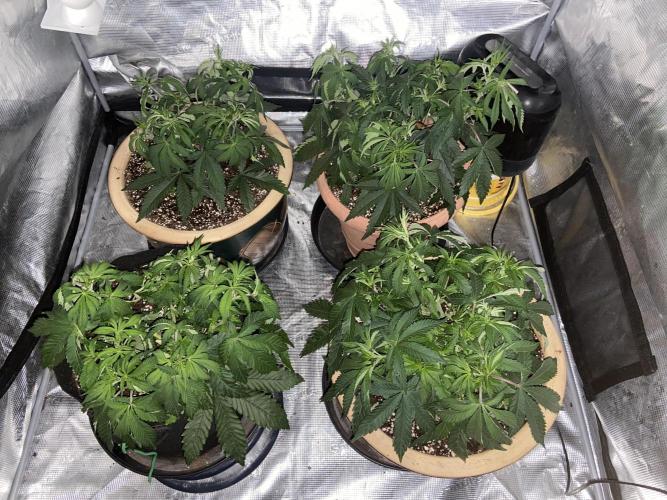 Peach Sherbert OG Perfect Tree 🍑. Week 6 - Before flipping 12/12.