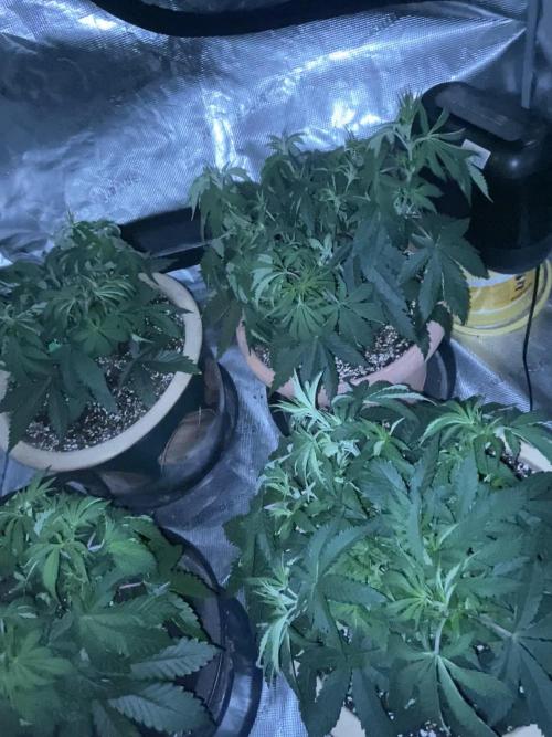 Peach Sherbert OG. Week 6