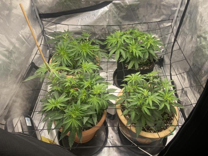 Peach Sherbert OG. Week 6