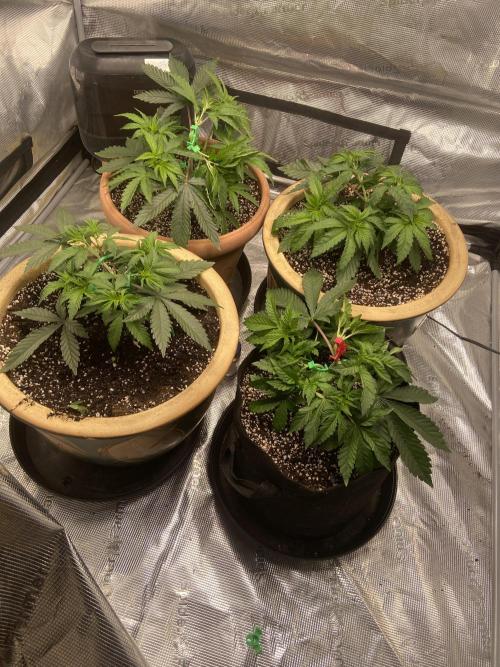 Peach Sherbert OG. Week 4