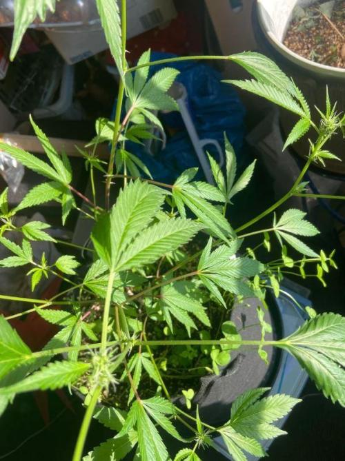 Peach Sherbert OG. Week 7