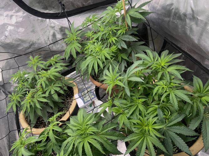 Peach Sherbert OG Perfect Tree 🍑. Week 7