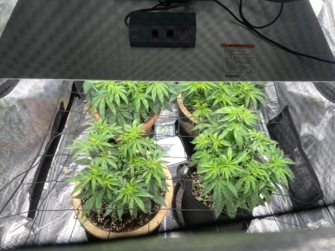 Peach Sherbert OG. Week 7