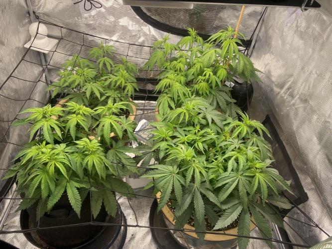 Peach Sherbert OG. Week 7