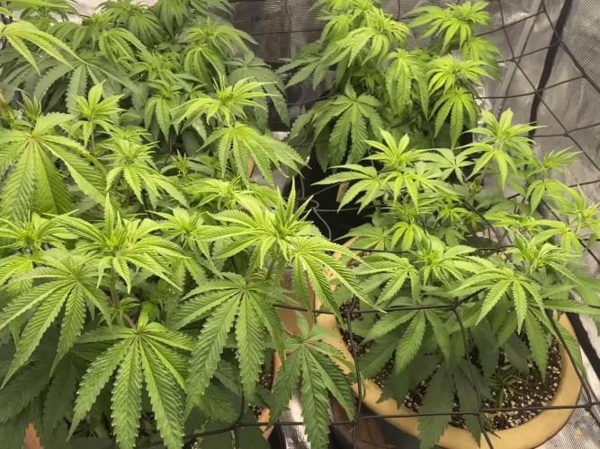 Peach Sherbert OG Perfect Tree 🍑