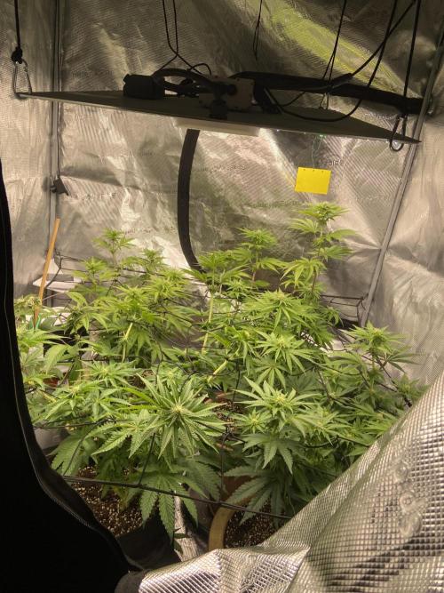 Peach Sherbert OG Perfect Tree 🍑. Week 9 - Getting better the yellowing . Buds approach.