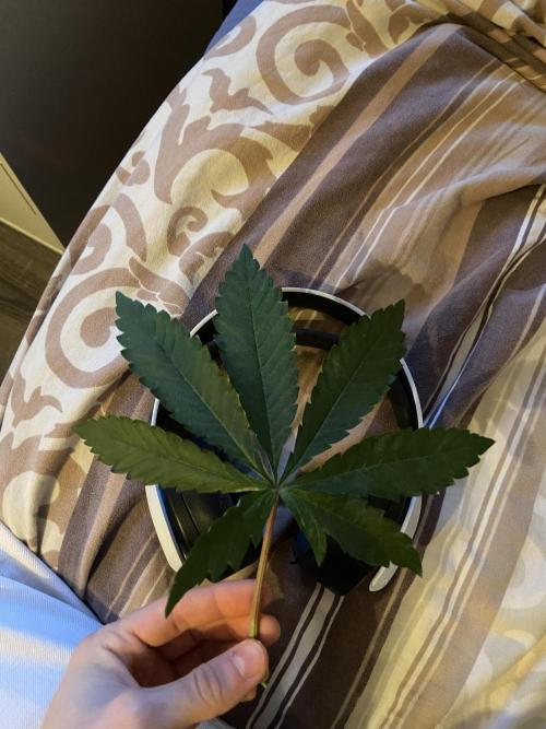 Peach Sherbert OG. Week 9