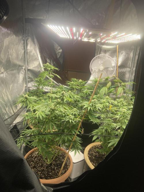 Peach Sherbert OG. Week 8