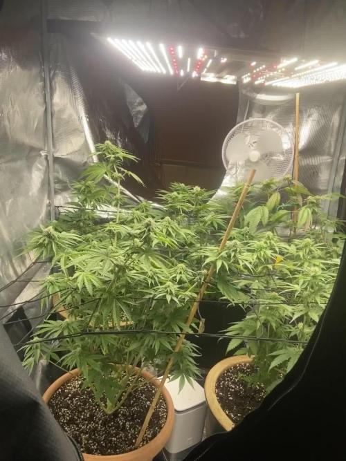 Peach Sherbert OG Perfect Tree 🍑