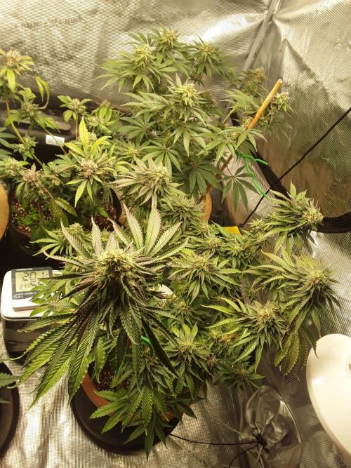 Peach Sherbert OG Perfect Tree 🍑. Week 11 - Peach Sherbert OG 🍑