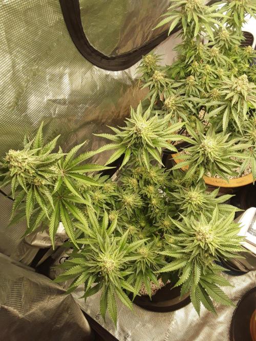Peach Sherbert OG Perfect Tree 🍑. Week 11 - Freebie - L2HP