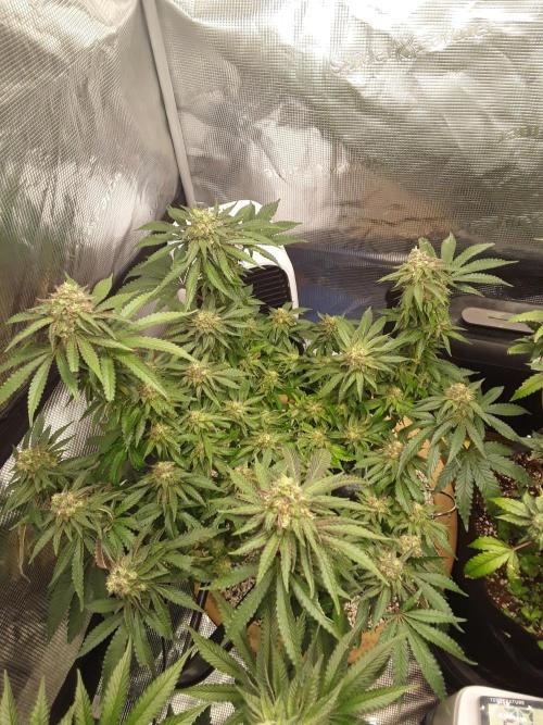 Peach Sherbert OG Perfect Tree 🍑. Week 11 - Peach Sherbert OG  🍑