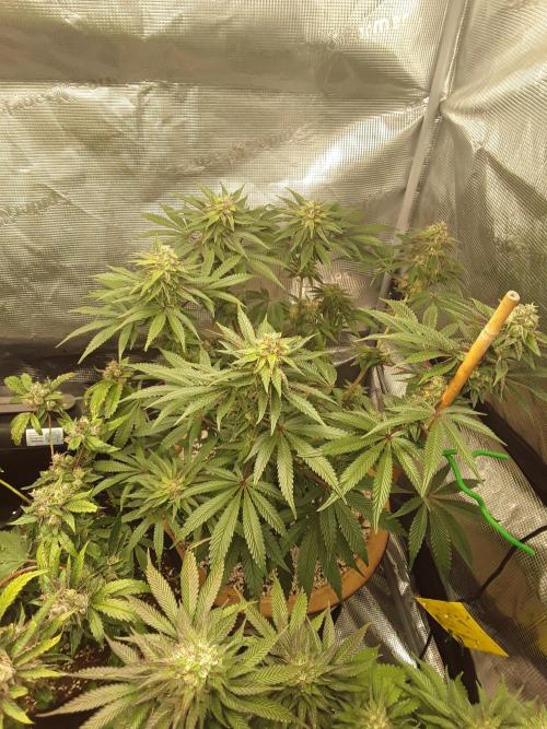 Peach Sherbert OG. Week 11
