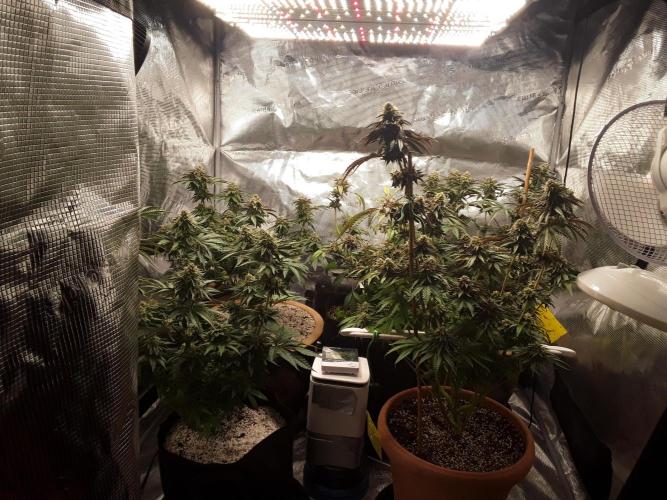 Peach Sherbert OG Perfect Tree 🍑. Week 11 - Together
