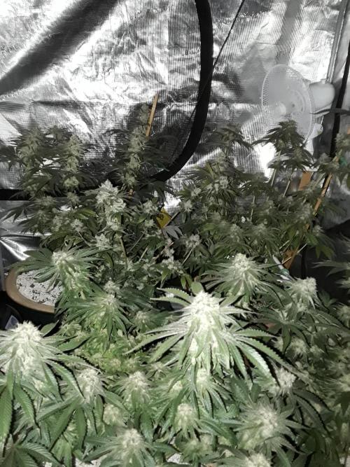 Peach Sherbert OG Perfect Tree 🍑. Week 11 - Dark Shot