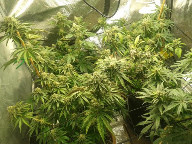 Peach Sherbert OG. Week 10