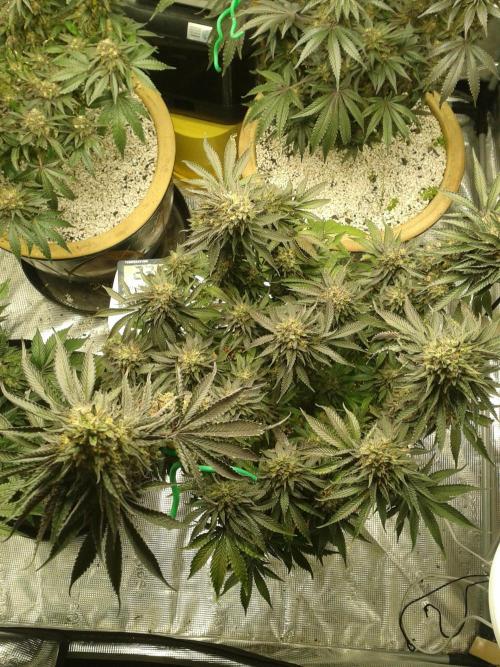 Peach Sherbert OG Perfect Tree 🍑. Week 13