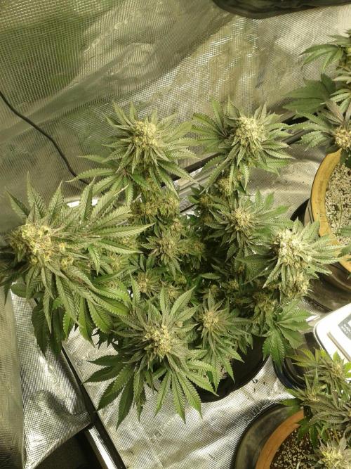 Peach Sherbert OG Perfect Tree 🍑. Week 13