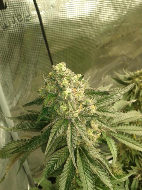Peach Sherbert OG Perfect Tree 🍑. Week 13 - Smell'Z Insane! LH2P