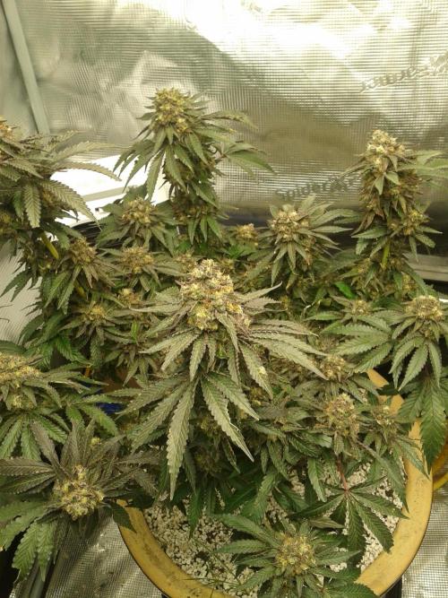 Peach Sherbert OG Perfect Tree 🍑. Week 13