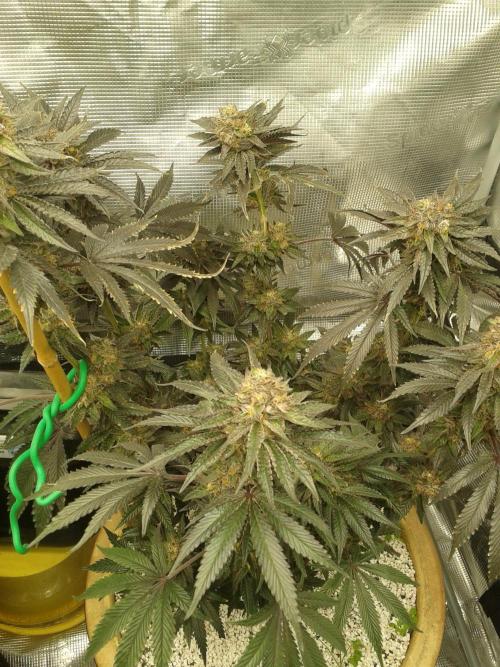 Peach Sherbert OG Perfect Tree 🍑. Week 13