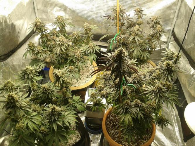 Peach Sherbert OG. Week 13