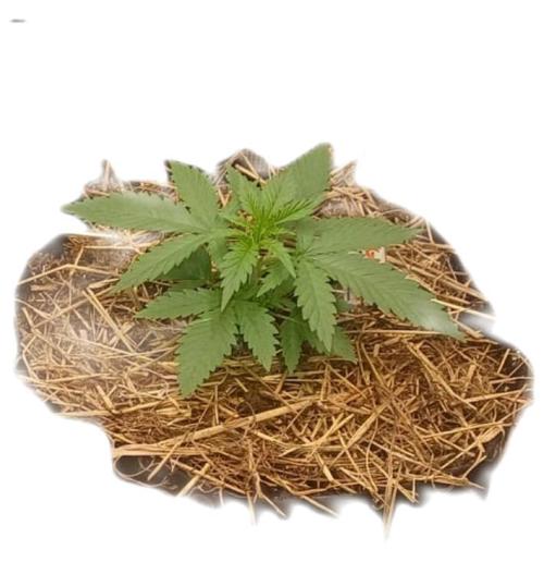 G.O.A.T. Mango by HappyPlant420. Week 3 - Healthy little baby girl