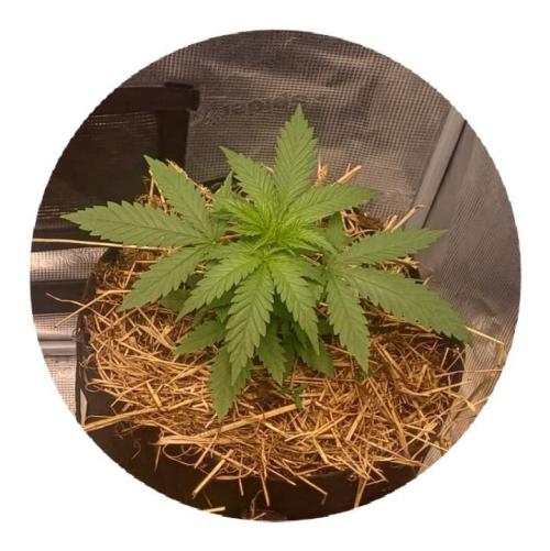 G.O.A.T. Mango by HappyPlant420. Week 3