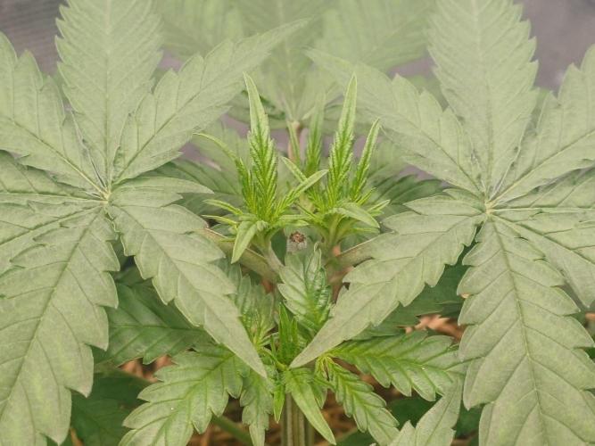 G.O.A.T. Mango by HappyPlant420. Week 4 - Topped