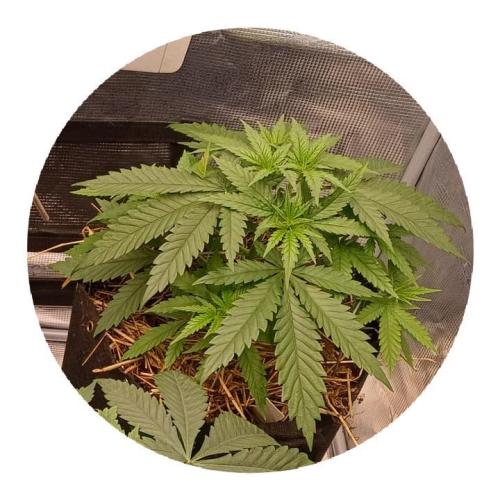 G.O.A.T. Mango by HappyPlant420. Week 4 - Still happy!